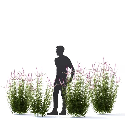 Veronicastrum virgin flowers | Veronicastrum virginicum Erica — Ver 4