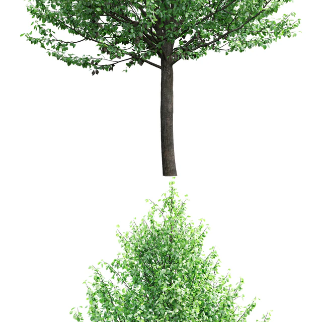 Tilia — Descargar