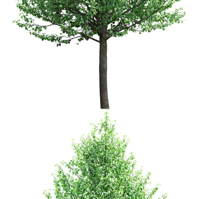 Tilia — Ver 2
