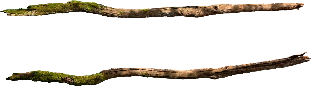 mossy tree branch 001 — Descargar
