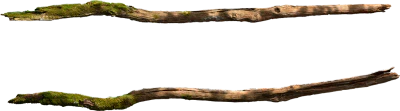 mossy tree branch 001 — Descargar