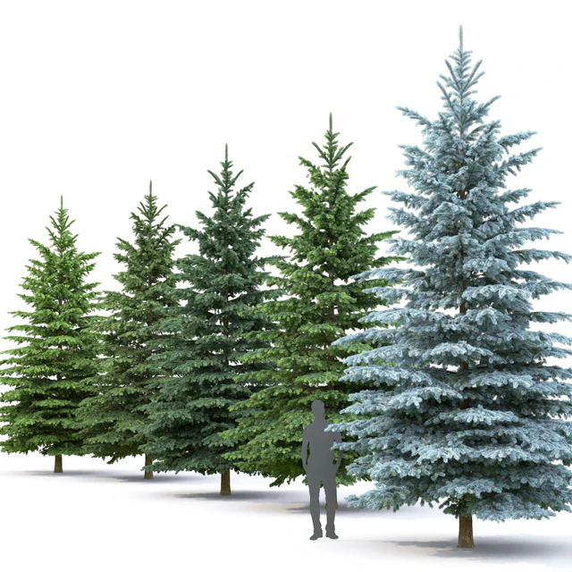 Spruce — Скачать