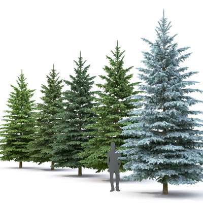 Spruce — Вид 2