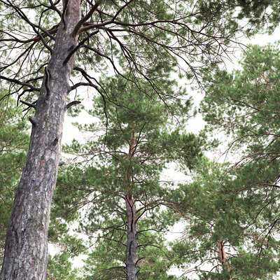 Pinus Sylvestris # 6 (14.5m) — Ver 3