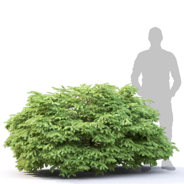 Picea — Descargar