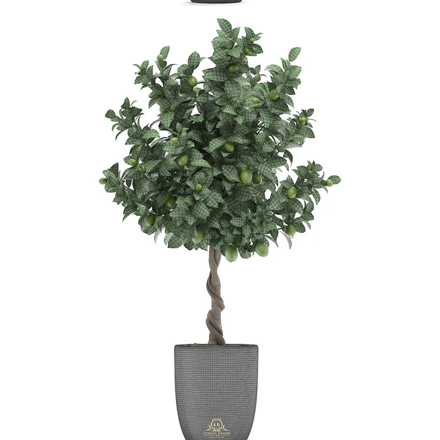 Plant collection 273. Citrus lime, Lemon tree, citrus, fruit tree, flowerpot, pot, outdoor, garden, park, landscaping, eco — Descargar