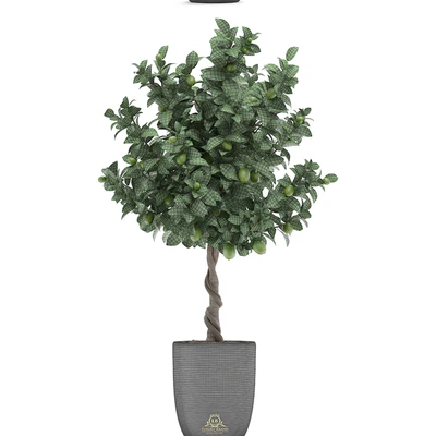 Plant collection 273. Citrus lime, Lemon tree, citrus, fruit tree, flowerpot, pot, outdoor, garden, park, landscaping, eco — Ver 3