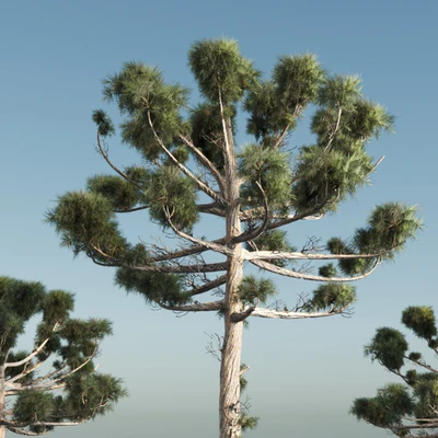 ARAUCARIA PINE-corona — Ver 3