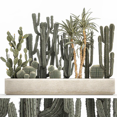 Collection of desert plants in a vase of cacti, prickly pear, Dracaena, carnegie, echinocactus, garden. Set 1096. — Ver 1