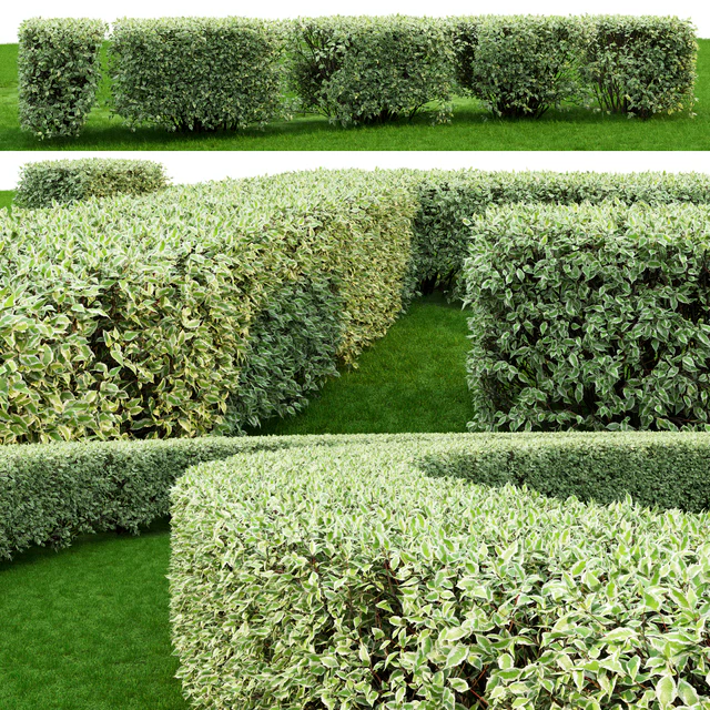 Derain white Elegantissima | Cornus Alba Elegantissima hedge # 3 — Descargar
