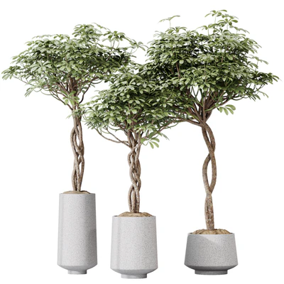 HQ HousePlants Schefflera Arboricola Umbrella Set02 — скачать