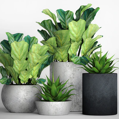 The collection of plants in pots 18. ficus lyre, flower, pot, flowerpot, concrete, bush, agave, interior, decorative, lyrata — Ver 1