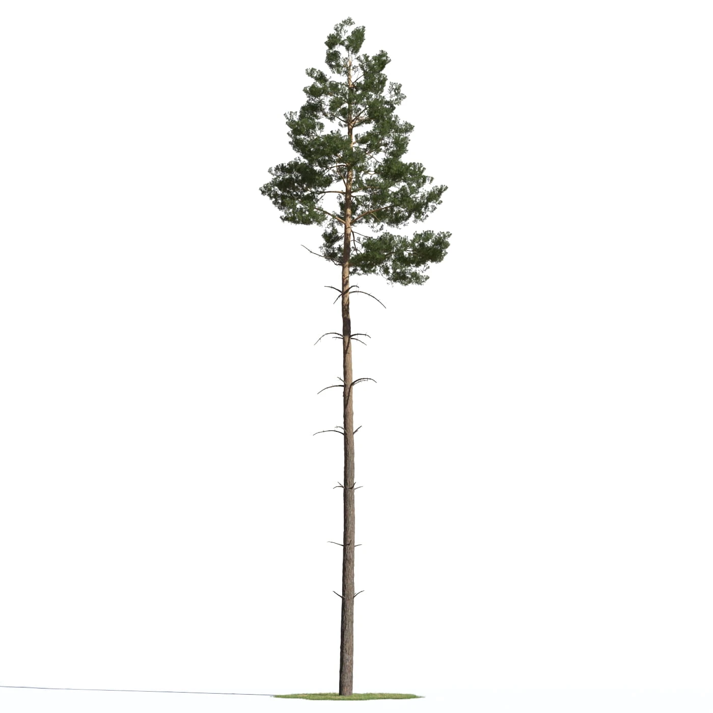coniferous trees 018 — Скачать