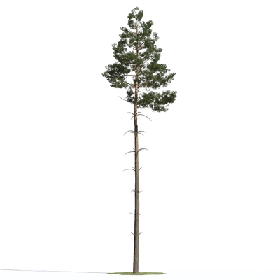 coniferous trees 018 — Скачать