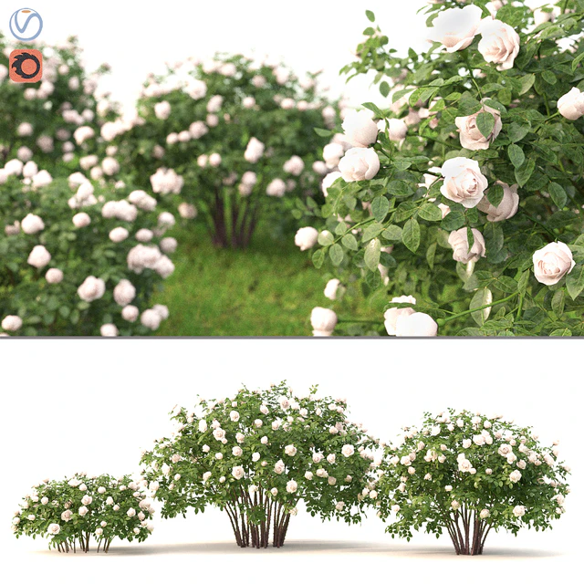 Rose — Descargar