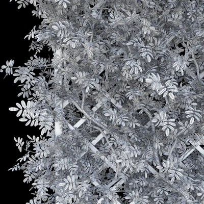 Perennial climbing plant for the garden — Вид 3