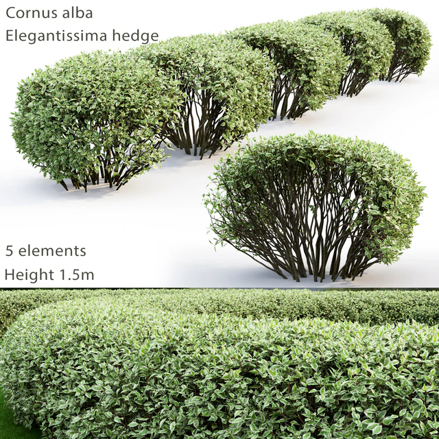 Дерен белый Элегантиссима | Cornus Alba Elegantissima hedge #2 — Скачать