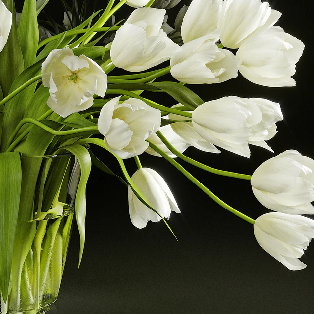 Tulips — Descargar
