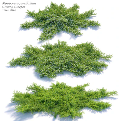 Myoporum parvifolium — Ver 1