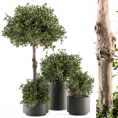 Outdoor Plant Set 282 - Plant and Tree Set in Ceramic Pot — Ver 1