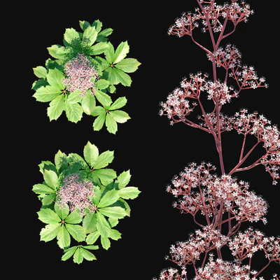 Rogers horse chestnut 2 — Ver 2