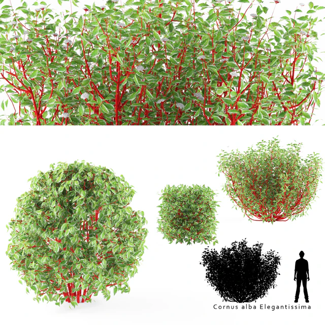 Дерен белый куст | Cornus alba Elegantissima — Скачать
