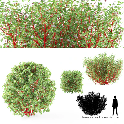 Дерен белый куст | Cornus alba Elegantissima — Вид 1