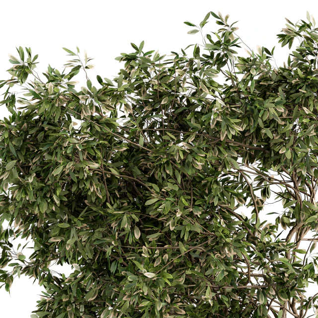 Garden set Tree and Bush - Garden Set 17 — Скачать