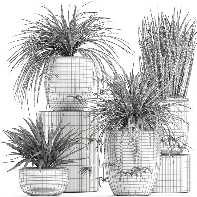 A collection of small bushes of indoor plants in black pots with Chlorophytum. Set 625. — Descargar