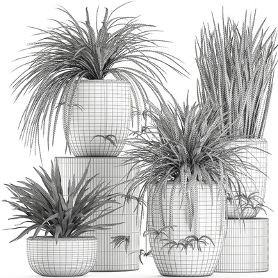 A collection of small bushes of indoor plants in black pots with Chlorophytum. Set 625. — Ver 5