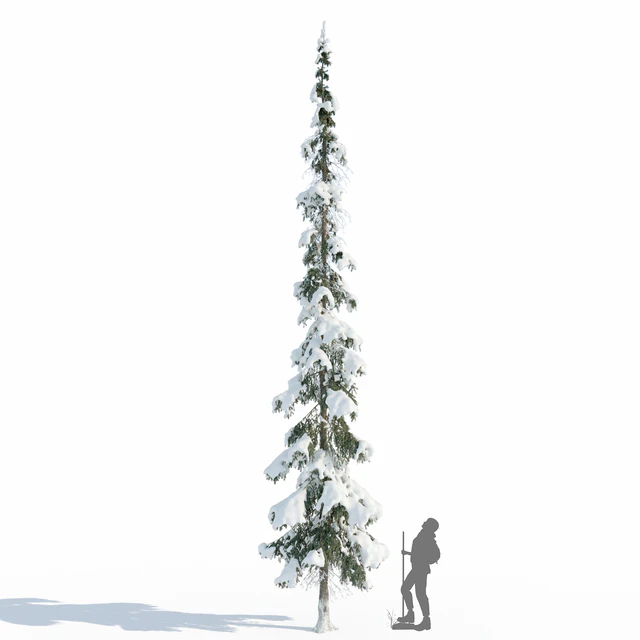 Winter taiga spruce 11m (Spruce). — Descargar