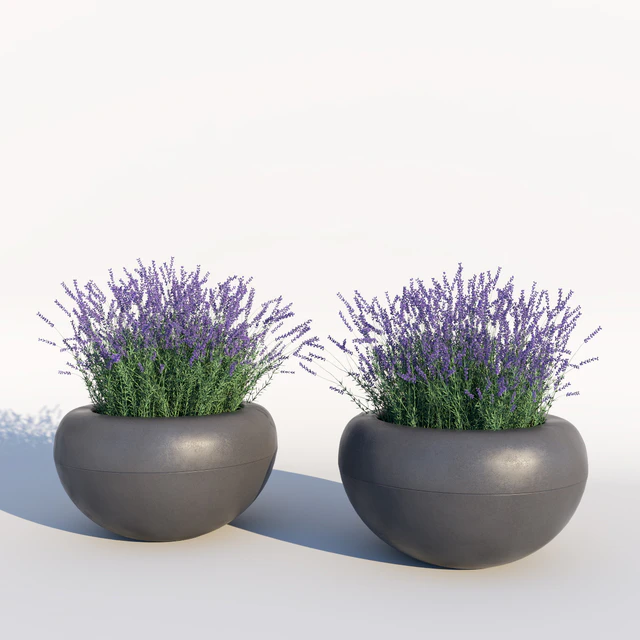 Lavender — Descargar