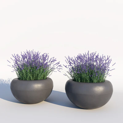 Lavender — Ver 3