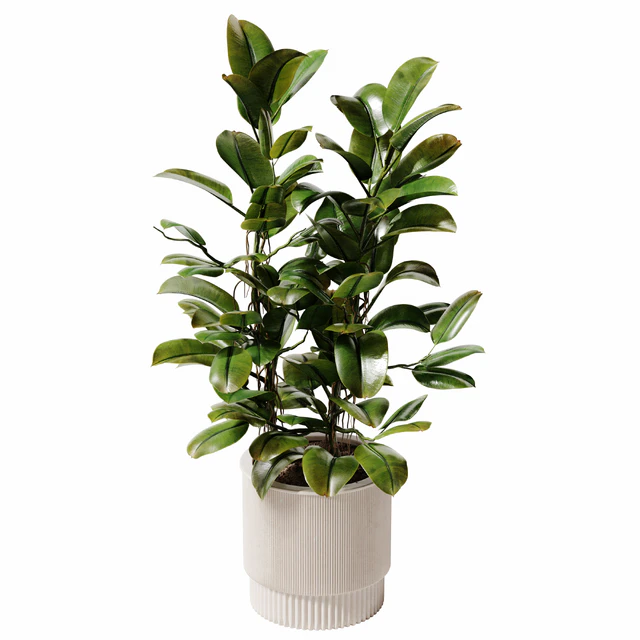 Indoor Plant 28 - Potted Ficus — Download