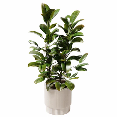 Indoor Plant 28 - Potted Ficus — download