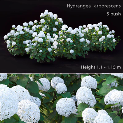 Hydrangea arborescens — Ver 1