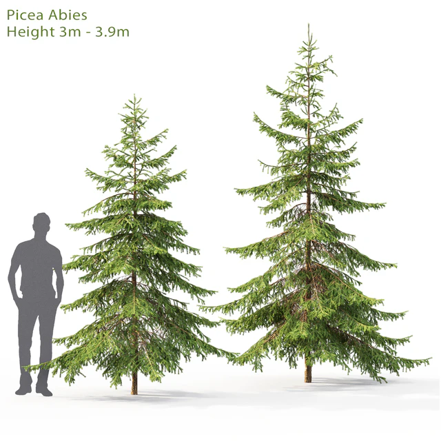 Spruce — Descargar