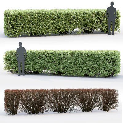 Derain white Elegantissima | Cornus Alba Elegantissima hedge # 3 — Ver 3