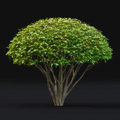 Euonymus — Вид 5