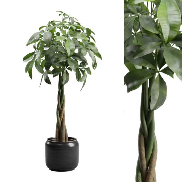 Pachira Aquatica in Dark Planter — Descargar