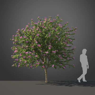subtropical trees 023 — Descargar