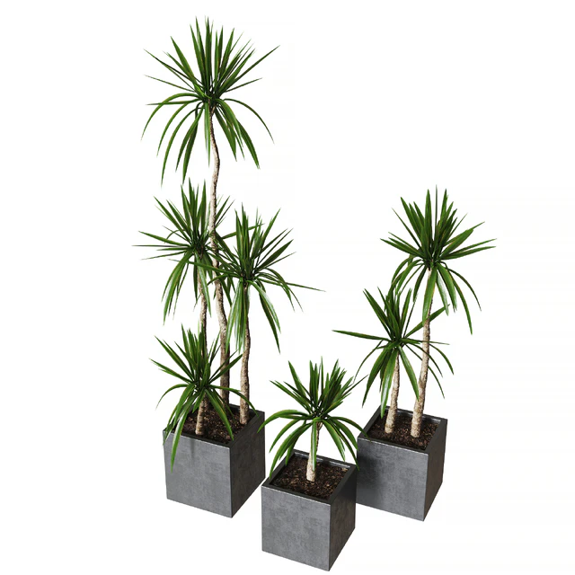 Yucca pot 01 Collection of plants 03 — Download