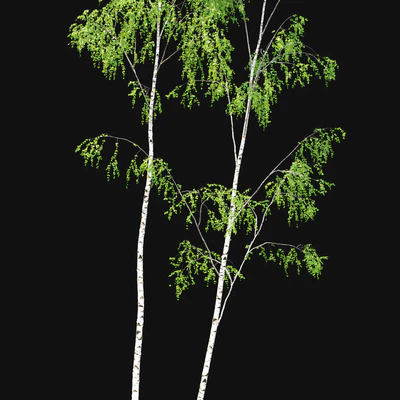 Birch — Вид 4