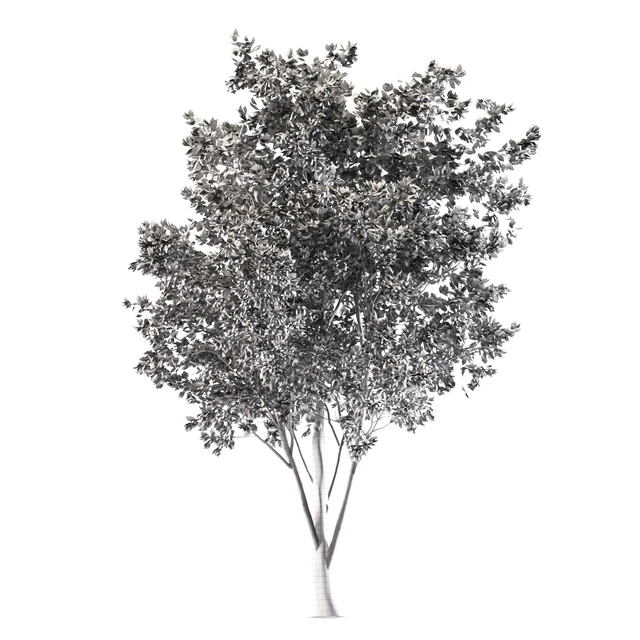 ash tree — Скачать