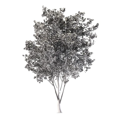 ash tree — Вид 5