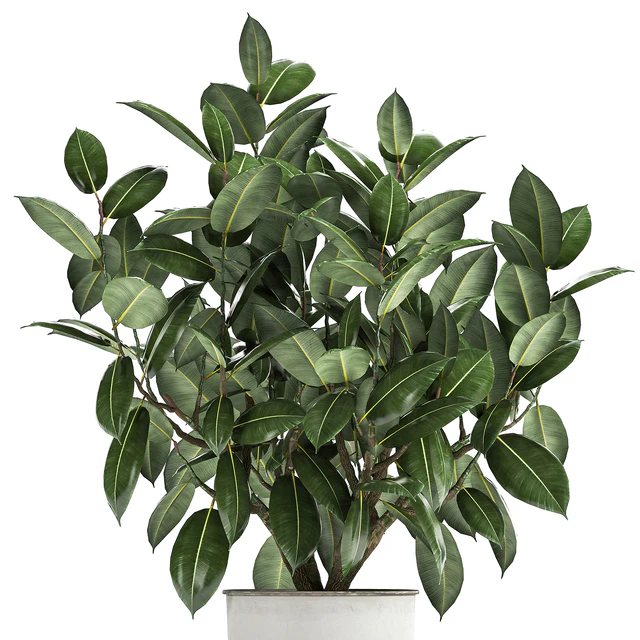 Beautiful lush flower tree Ficus elastic in a white metal pot for interior. 864. — Descargar