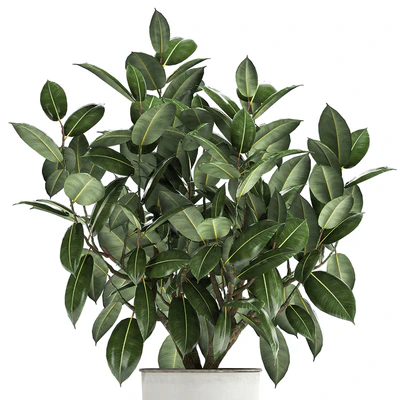 Beautiful lush flower tree Ficus elastic in a white metal pot for interior. 864. — Ver 4