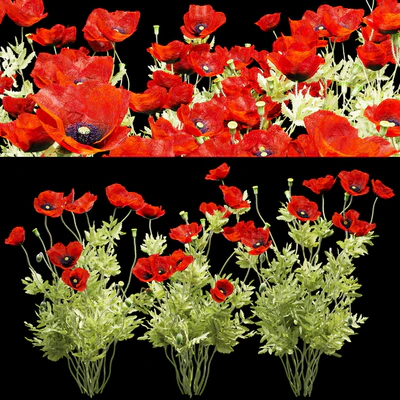 Poppy field — Ver 3