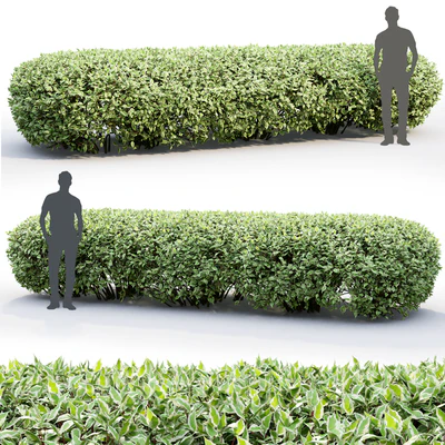 Derain white Elegantissima | Cornus Alba Elegantissima hedge # 1 — Ver 3
