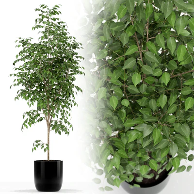 Plants collection 151 — Вид 1